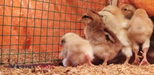 Kỹ thuật chăm sóc và nuôi dưỡng gà chín cựa con