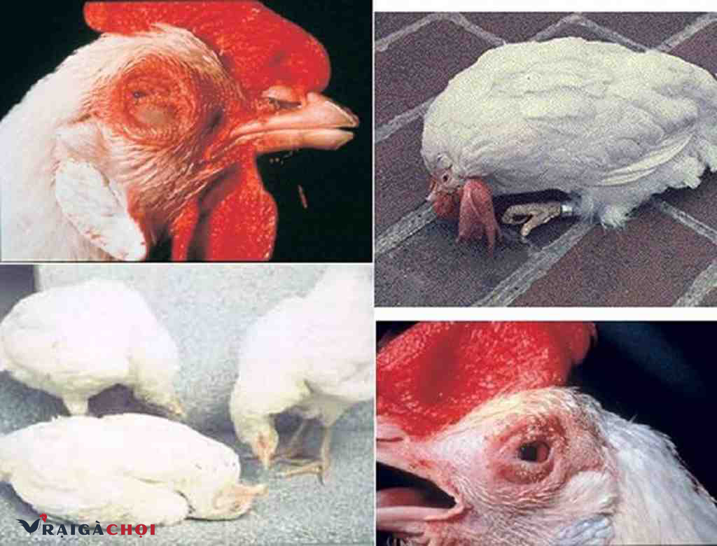 Nguyên nhân của bệnh hô hấp mãn tính ở gà 
