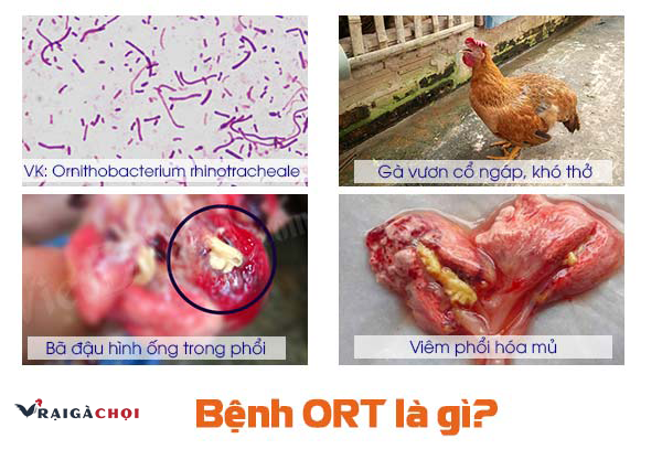 Các triệu chứng và bệnh tích của bệnh ORT ở gà