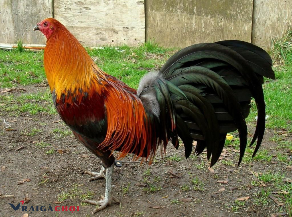 Đặc điểm của giống gà Peru