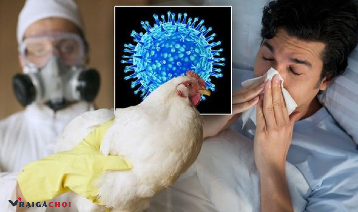 Khả năng lây truyền của bệnh cúm gà