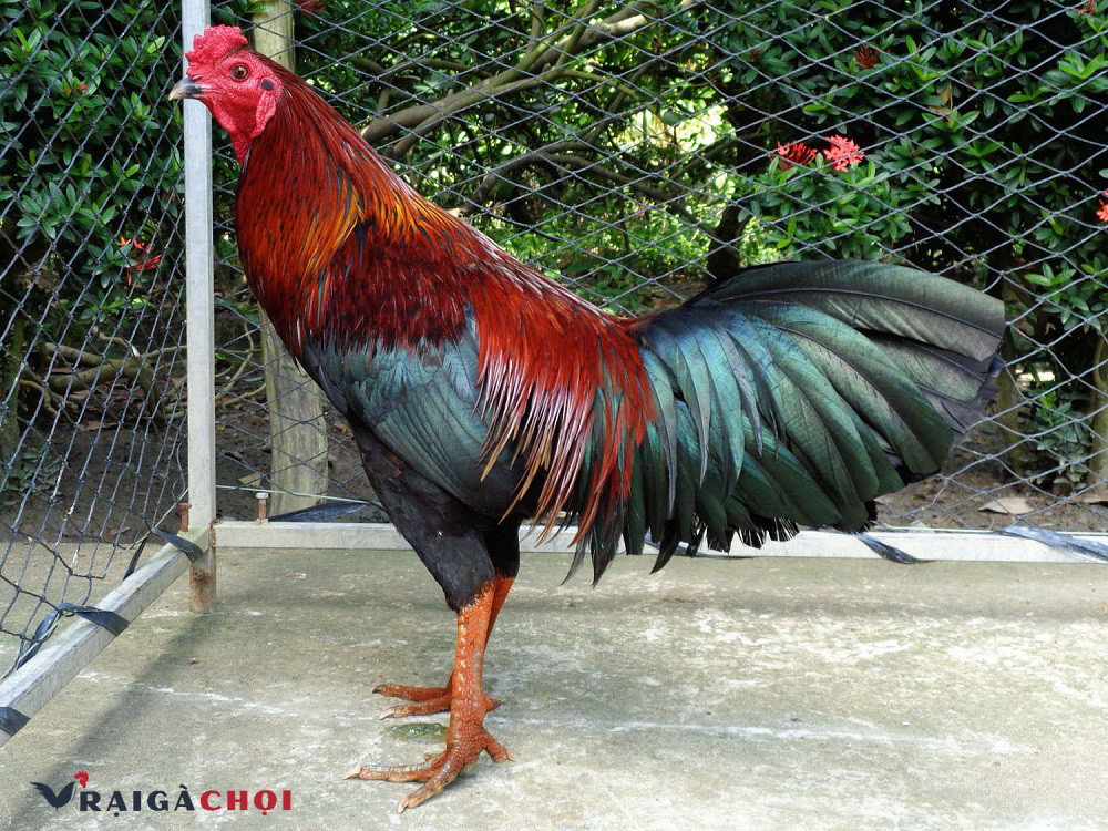 Nguồn gốc của giống gà Peru