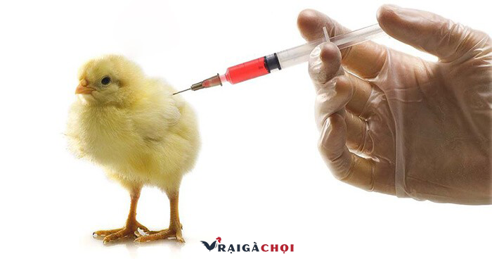 Phòng bệnh cho gà bằng cách tiêm vacxin