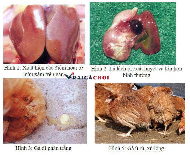 Triệu chứng của bệnh thương hàn ở gà