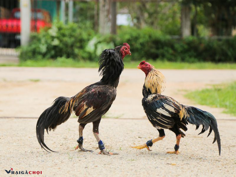 Bổ sung canxi là một trong những cách nuôi gà thay mỏ nhanh