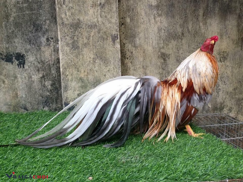 Nên chọn gà trống Tân Châu đuôi dài, màu sắc đẹp, dáng nhỏ và oai vệ