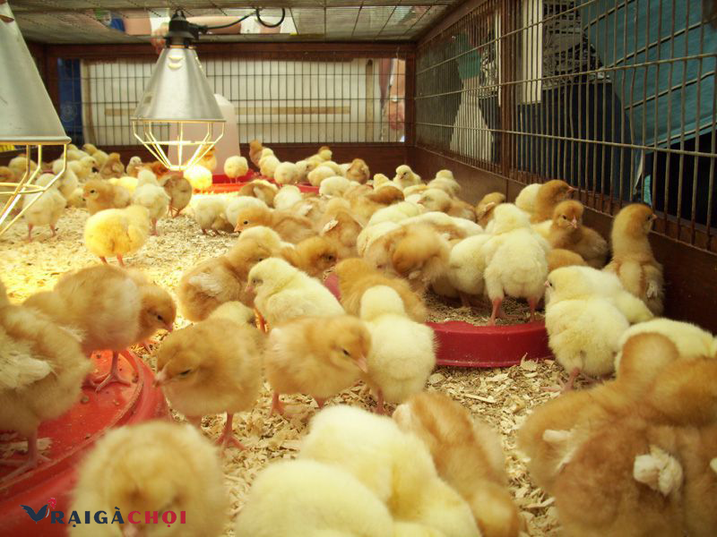 Nuôi gà con tốt giúp gà trưởng thành đẻ sai trứng, khỏe mạnh
