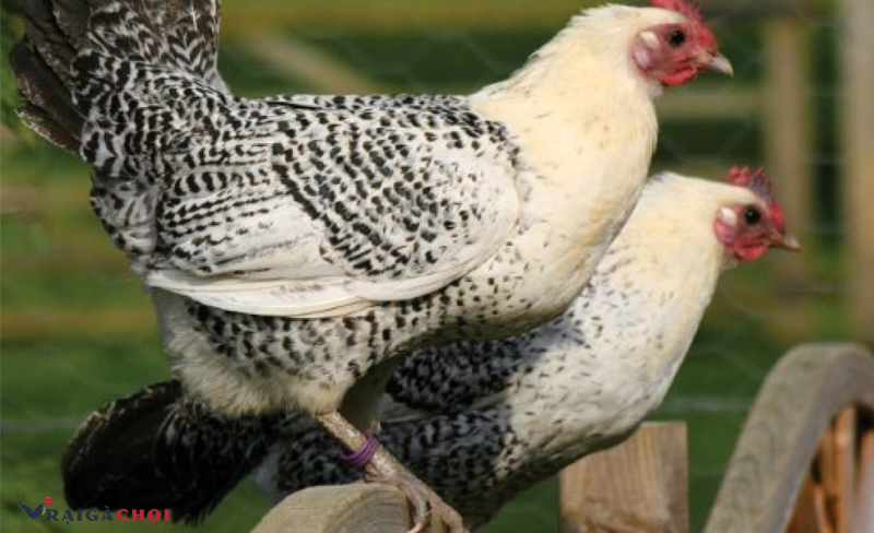 Gà đẻ trứng Ai Cập khó nuôi nhưng năng suất cao hơn các giống khác