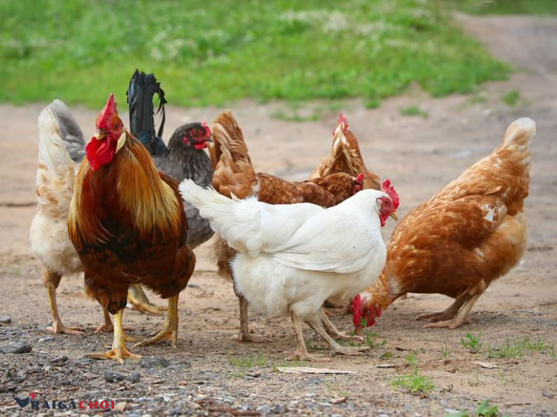 Kỹ thuật nuôi gà tre thịt mang lại hiệu quả kinh tế