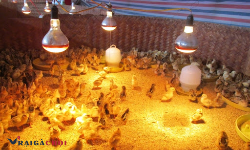 Cách nuôi gà mái chọi đẻ đơn giản bằng cách chú ý nhiệt độ chuồng trại