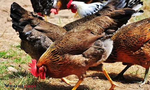 Cách nuôi gà siêu trứng là chú ý vào thức ăn của gà
