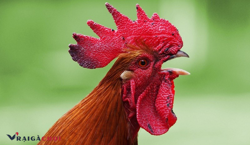 Tác nhân gây bệnh ilt ở gà là virus herpes