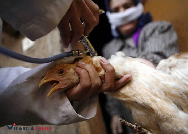 Tiêm vắc xin là cách phòng bệnh ilt hiệu quả nhất trên gà