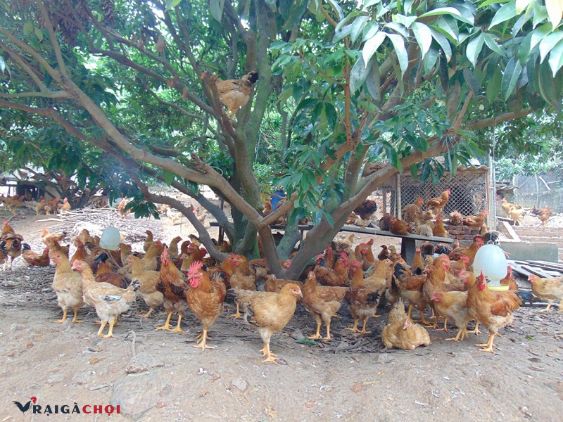 Vườn trại nuôi gà sạch sẽ giúp phòng ngừa dịch bệnh 
