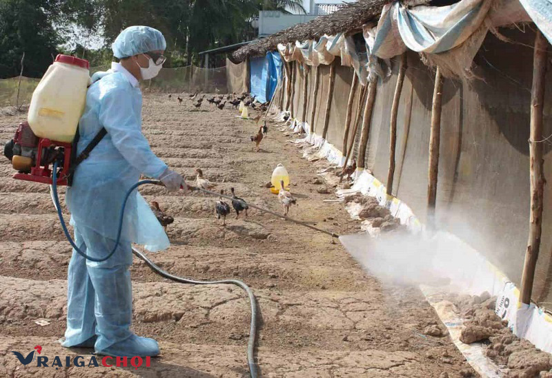 Cần vệ sinh khử trùng chuồng nuôi trước khi cho gà vào