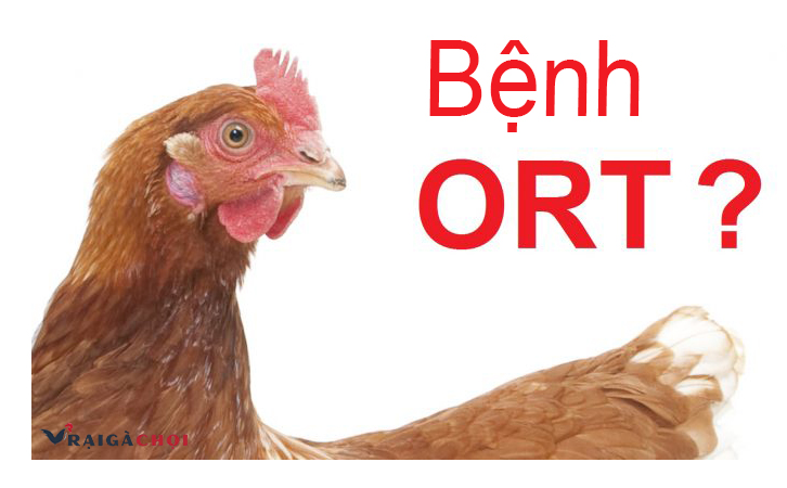 Bệnh ORT ở gà là bệnh gì