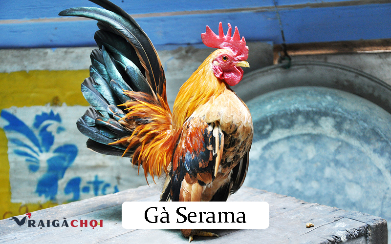 Những điều thú vị về gà Serama và dáng đứng độc lạ của chúng