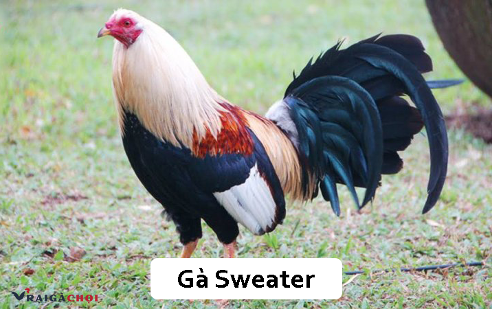 Bật mí thông tin về giống gà Sweater chưa chắc bạn đã biết