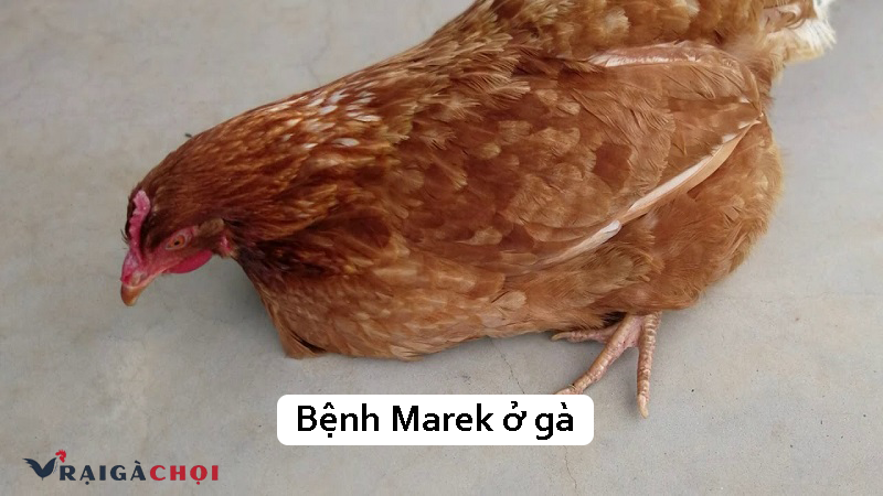 Hướng dẫn nhận biết và điều trị bệnh Marek ở gà hiệu quả