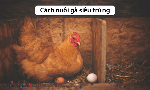 Cách nuôi gà đẻ siêu trứng