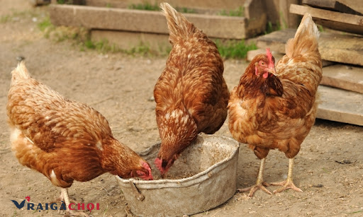 Quy trình thực hiện và cách nuôi gà mái chọi đẻ đơn giản hiệu quả nhất