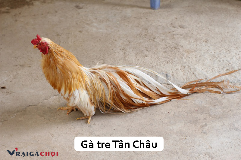 Hướng dẫn cách nuôi gà tre Tân Châu chuẩn nhất