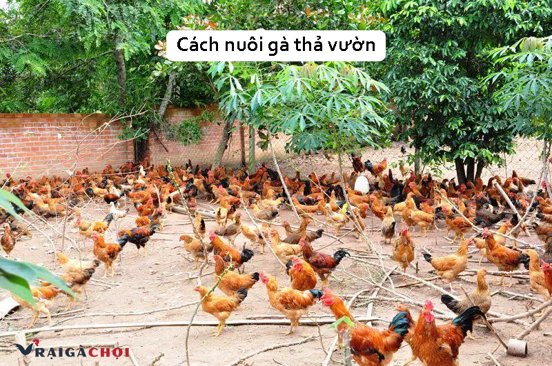 Hướng dẫn kỹ thuật chăn nuôi gà thả vườn đạt năng suất cao