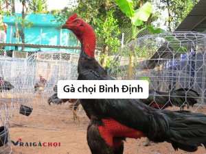Gà chọi Bình Định - Giống gà đòn có lịch sử lâu đời của Việt Nam