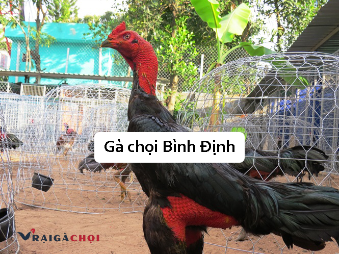 Gà chọi Bình Định - Giống gà đòn có lịch sử lâu đời của Việt Nam